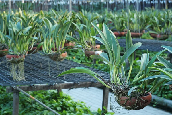 Macetas de orquídeas en un vivero de plantas — Foto de Stock
