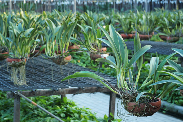 Orchid flower pots on a plant nursery