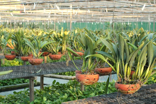 Macetas de orquídeas en un vivero de plantas — Foto de Stock