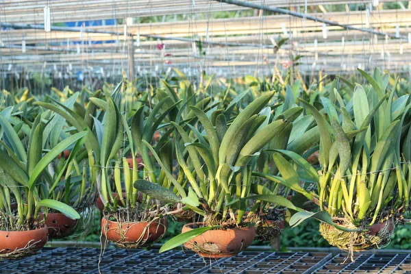 Potes de flor de orquídea em um quarto de crianças de fábrica — Fotografia de Stock