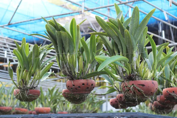 Macetas de orquídeas en un vivero de plantas — Foto de Stock