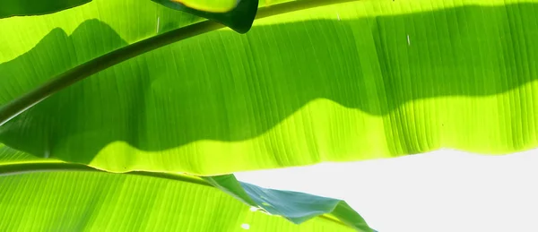 Bananblad på vit bakgrund — Stockfoto