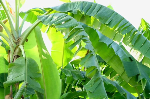 Banana leaf on white background — Stock Photo, Image