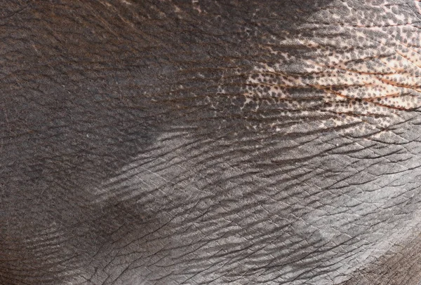 Fil derisi dokusu soyut arkaplan