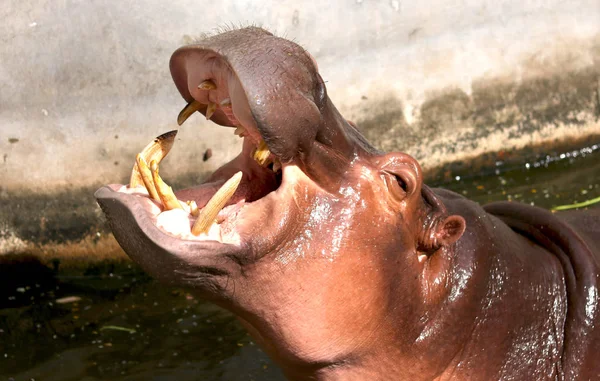 Hippopotamus showing huge jaw and teeth — Stock Photo, Image