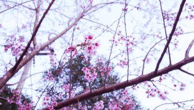Çiçek açan vahşi Himalaya kiraz (Prunus cerasoides)