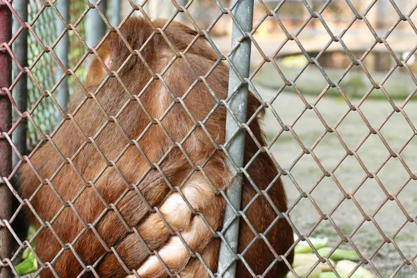 Opice v kleci, Thajsko — Stock fotografie
