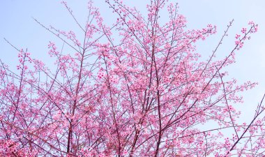Çiçek açan vahşi Himalaya kiraz (Prunus cerasoides)