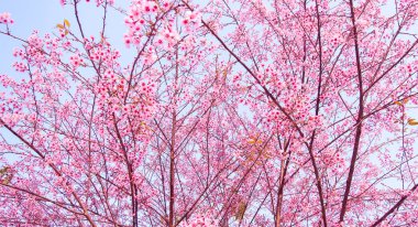 Çiçek açan vahşi Himalaya kiraz (Prunus cerasoides)