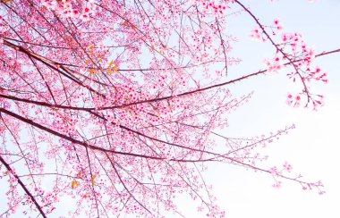 Çiçek açan vahşi Himalaya kiraz (Prunus cerasoides)