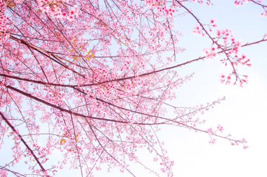 Çiçek açan vahşi Himalaya kiraz (Prunus cerasoides)