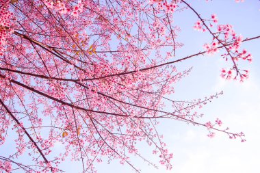 Çiçek açan vahşi Himalaya kiraz (Prunus cerasoides)