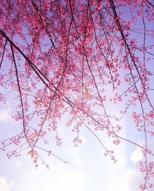 Çiçek açan vahşi Himalaya kiraz (Prunus cerasoides)