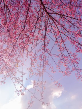 Çiçek açan vahşi Himalaya kiraz (Prunus cerasoides)