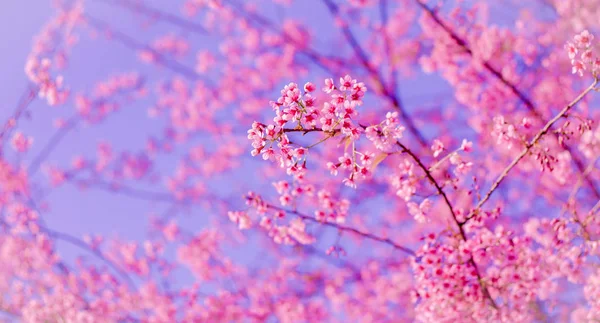 Himalaya-Kirschblüte (prunus cerasoides)) — Stockfoto