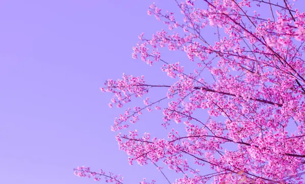 Wild Himalayan cherry blooming (Prunus cerasoides) — Stock Photo, Image