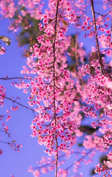 Himalaya-Kirschblüte (prunus cerasoides)) — Stockfoto