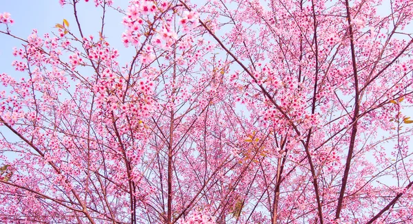 Wild Himalayan cherry blooming (Prunus cerasoides) — Stock Photo, Image