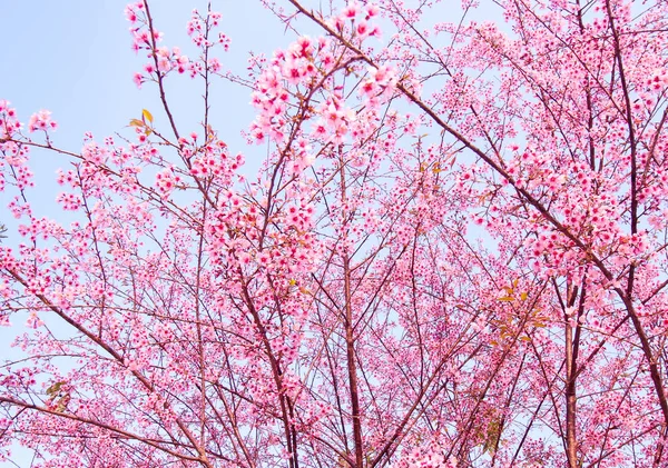 Floração de cereja selvagem do Himalaia (Prunus cerasoides ) — Fotografia de Stock