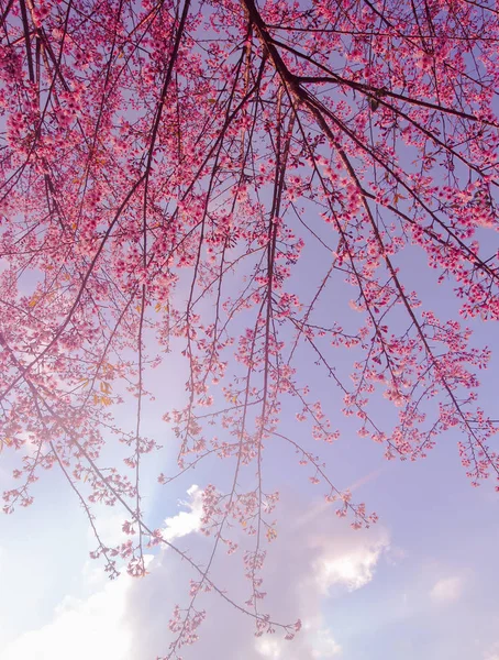 Himalaya-Kirschblüte (prunus cerasoides)) — Stockfoto