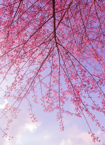 Floração de cereja selvagem do Himalaia (Prunus cerasoides ) — Fotografia de Stock
