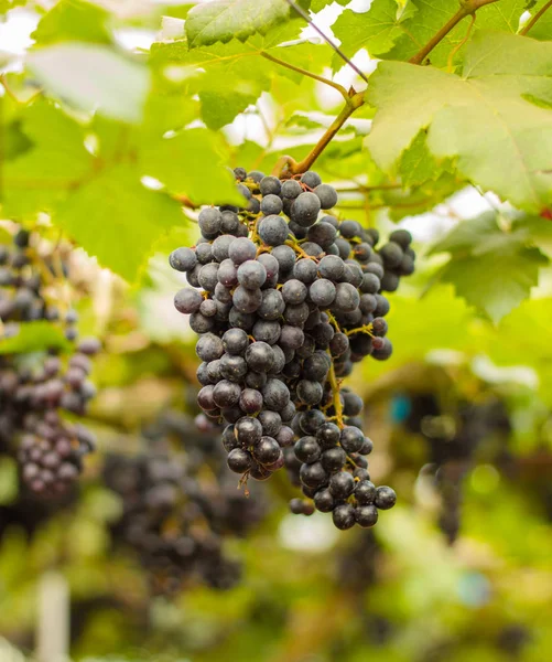 Paarse rode druiven met groene bladeren aan de wijnstok. vers fruit — Stockfoto