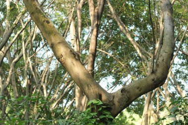 Ormanda büyük bir ağaç