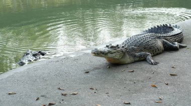 Tayland 'daki Timsah Çiftliğinde Dinlenen Timsahlar