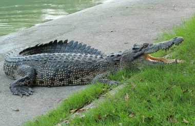 Tayland 'daki Timsah Çiftliğinde Dinlenen Timsahlar