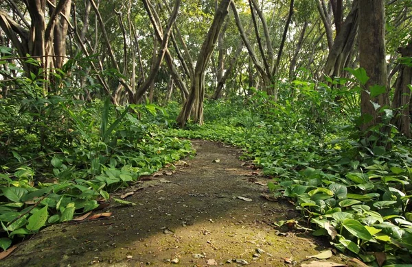 Gröna blad på gångvägen i skogen — Stockfoto