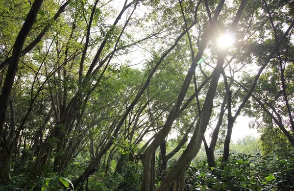 Zielonych liści w lesie z światło słoneczne — Zdjęcie stockowe
