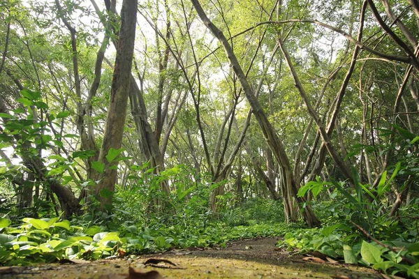 Zielone liście w lesie — Zdjęcie stockowe