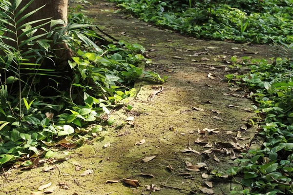 Zielone liście na chodnik w lesie — Zdjęcie stockowe