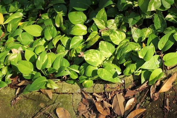 Zelené listy v lese — Stock fotografie