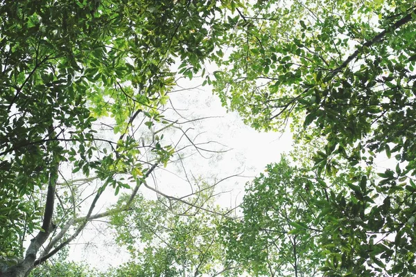 Hojas verdes en el bosque —  Fotos de Stock