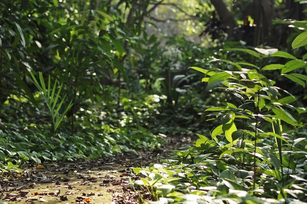 Gröna löv i skogen — Stockfoto