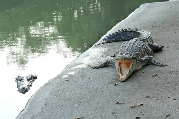 Crocodilos descansando na fazenda de crocodilos na Tailândia — Fotografia de Stock