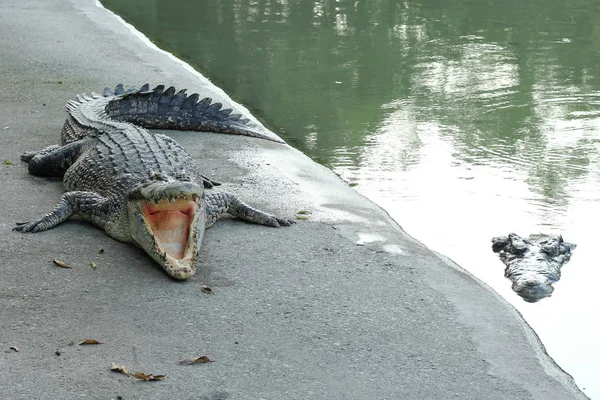 Krokodiler Vila på Crocodile Farm i Thailand — Stockfoto