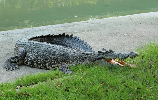 Crocodilos descansando na fazenda de crocodilos na Tailândia — Fotografia de Stock