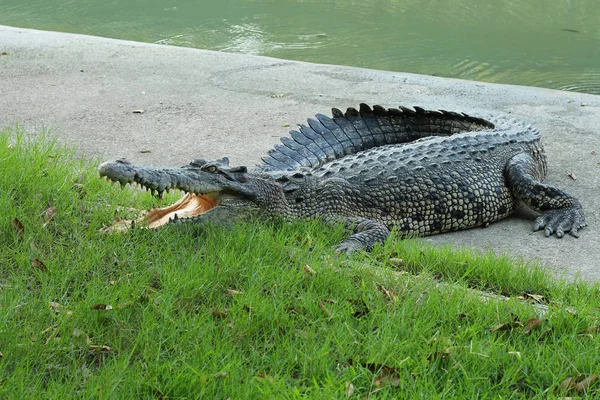 Krokodiler Vila på Crocodile Farm i Thailand — Stockfoto
