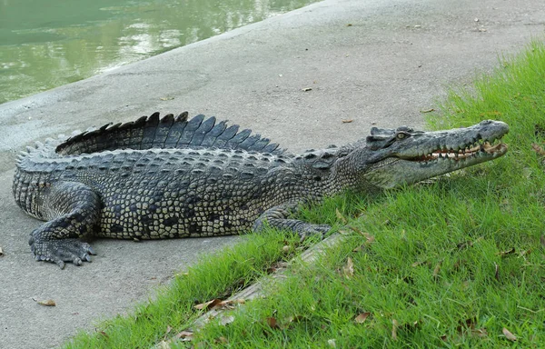 Krokodýli odpočívající na Krokodýlí farmě v Thajsku — Stock fotografie