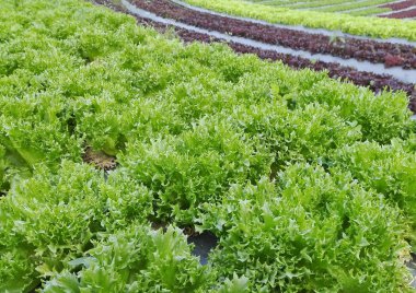 topraksız Sebze Yetiştiriciliği Tayland