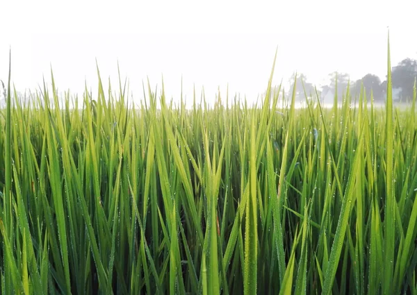 Gotas de orvalho no campo de arroz — Fotografia de Stock