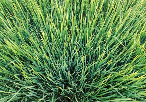 Bovenaanzicht van rijst veld — Stockfoto