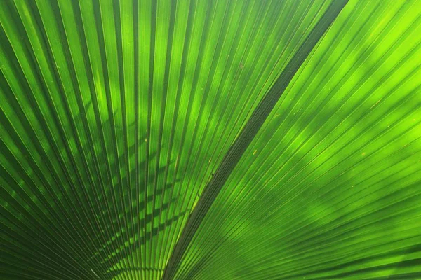 Vackra palmblad — Stockfoto