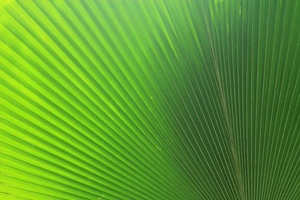 Belas folhas de palma — Fotografia de Stock