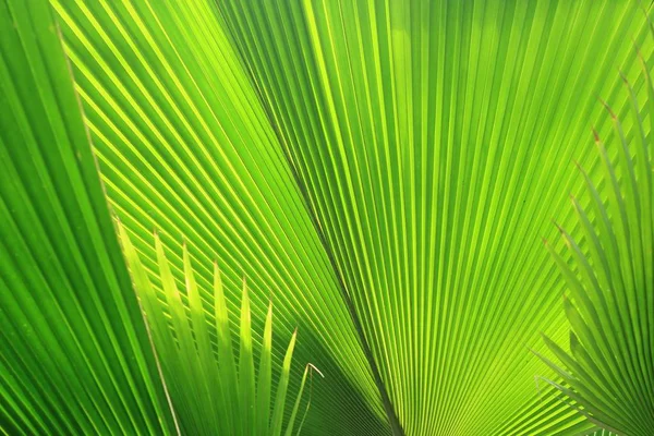 Красивые листья пальмы — стоковое фото