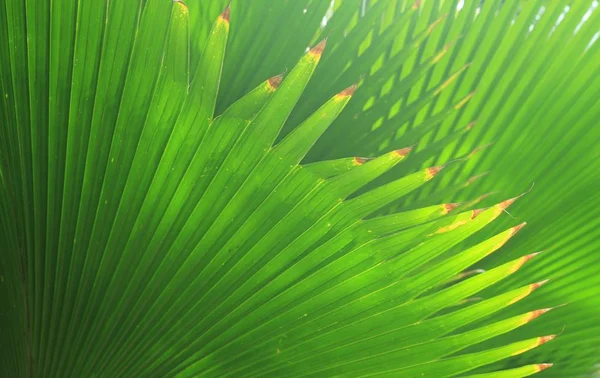 Mooie palmbladeren — Stockfoto