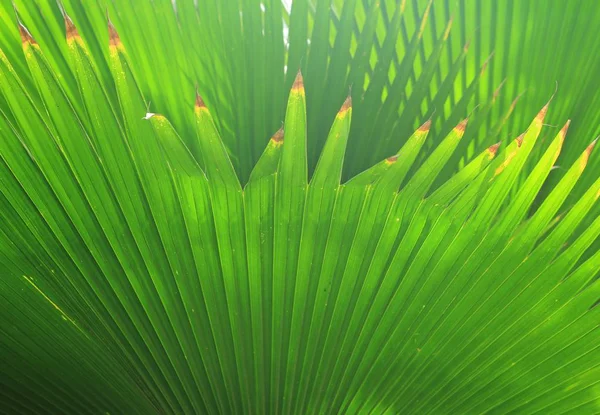 Krásné palmové listy — Stock fotografie