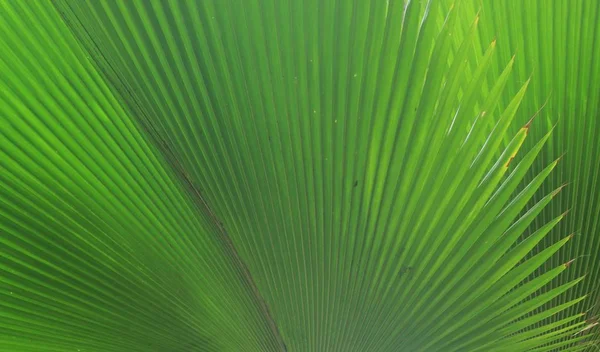 Vackra palmblad — Stockfoto